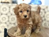 Poodle Gibi  Maltipo Bebekler Sizleri Bekliyor