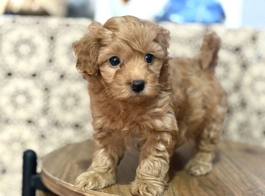 Poodle Gibi  Maltipo Bebekler Sizleri Bekliyor görsel