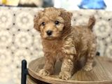 Poodle Gibi  Maltipo Bebekler Sizleri Bekliyor