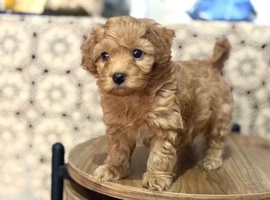 Poodle Gibi  Maltipo Bebekler Sizleri Bekliyor görsel