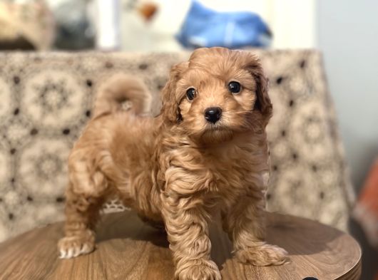 Poodle Gibi  Maltipo Bebekler Sizleri Bekliyor