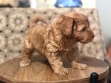 Poodle Gibi  Maltipo Bebekler Sizleri Bekliyor