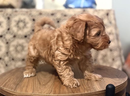 Poodle Gibi  Maltipo Bebekler Sizleri Bekliyor görsel