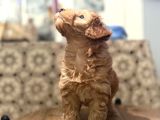 Poodle Gibi  Maltipo Bebekler Sizleri Bekliyor