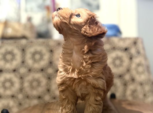 Poodle Gibi  Maltipo Bebekler Sizleri Bekliyor görsel