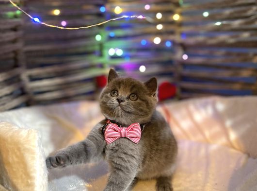 British Shorthair