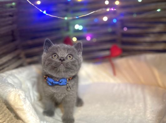 British Shorthair görsel