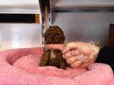 Türki̇yedeki̇ En Mi̇ni̇k Bebek Kore Tea Cup Poodle