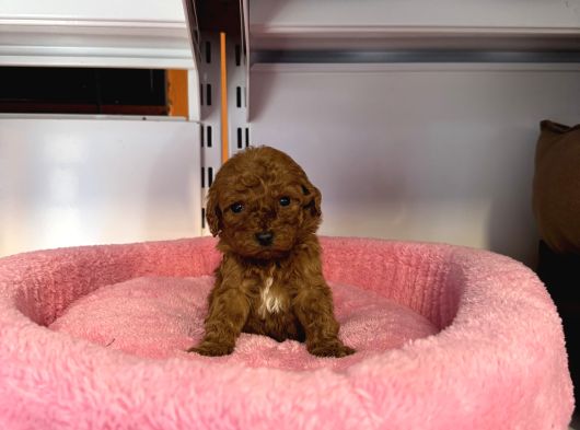 Türki̇yedeki̇ En Mi̇ni̇k Bebek Kore Tea Cup Poodle görsel