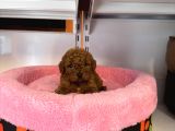 Gerçek Tea Cup Kore Red Browne Toy Poodle Bebekleri̇mi̇z