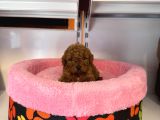Gerçek Tea Cup Kore Red Browne Toy Poodle Bebekleri̇mi̇z