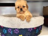 Gerçek Kore Tea Cup Malti̇poo Yavrulari