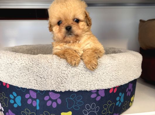 Gerçek Kore Tea Cup Malti̇poo Yavrulari görsel