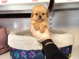 Gerçek Kore Tea Cup Malti̇poo Yavrulari