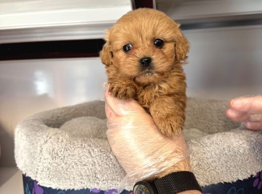 Gerçek Kore Tea Cup Malti̇poo Yavrulari görsel