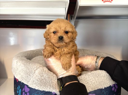 Gerçek Kore Tea Cup Malti̇poo Yavrulari görsel