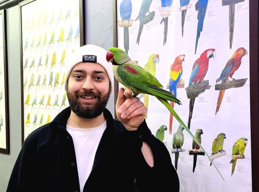 Konuşan Halkali Alexander İskender Papağani görsel