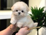 Apricot Renk Koreli Toy Poodle Bebegim