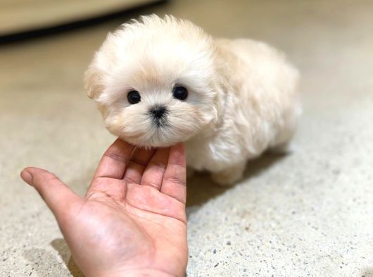 Apricot Renk Koreli Toy Poodle Bebegim görsel