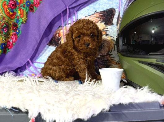 Mükemmel A Kalite Toy Poodle Yavrulrımız görsel