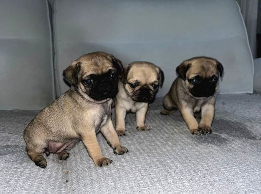 Dişi Pug Yavrularımız görsel
