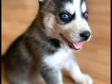Hari̇ka Masmavi̇ Göz Husky Bebekler