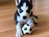 Hari̇ka Masmavi̇ Göz Husky Bebekler