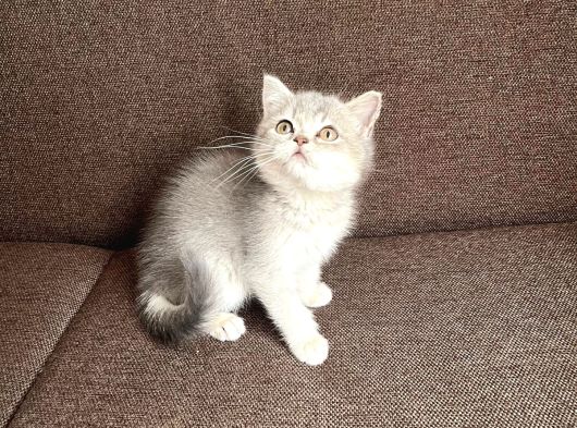 Tatlış Bayram Şekeri Yavrularım görsel