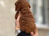 Mükemmel A Kalite Toy Poodle Yavrulrımız