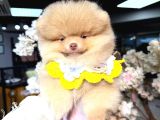 Pomerri̇an Boo Sevi̇mli̇ Yavrular