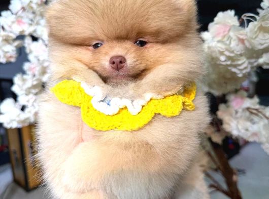 Pomerri̇an Boo Sevi̇mli̇ Yavrular görsel