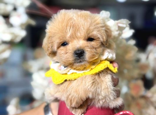 Malti̇poo Ci̇nsi̇ Yavrular Ev Üreti̇mi̇