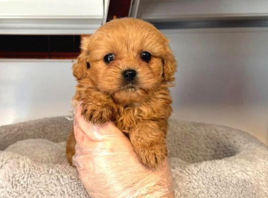 Toy Poodle Sevi̇mli̇ Yavrular Ev Üreti̇mi̇