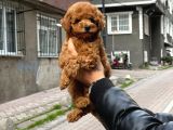 Mükemmel A Kalite Toy Poodle Yavrularımız