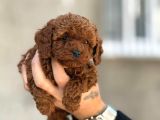 Mükemmel A Kalite Toy Poodle Yavrulrımız