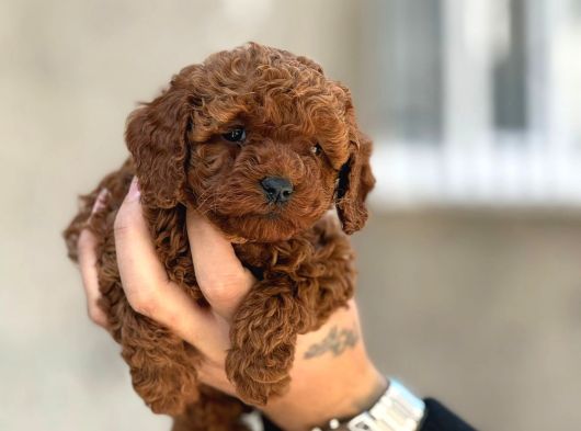 Mükemmel A Kalite Toy Poodle Yavrulrımız görsel