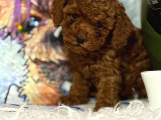 Mükemmel A Kalite Toy Poodle Yavrulrımız görsel