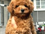Mükemmel A Kalite Toy Poodle Yavrularımız
