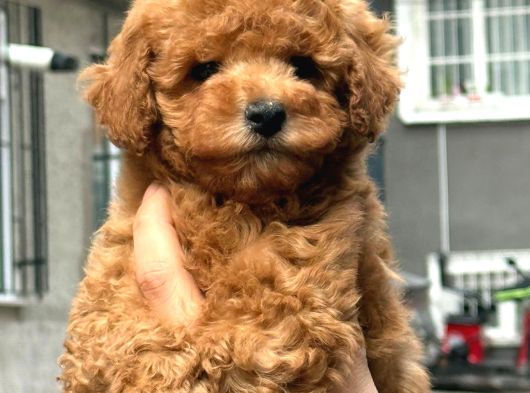 Mükemmel A Kalite Toy Poodle Yavrularımız görsel