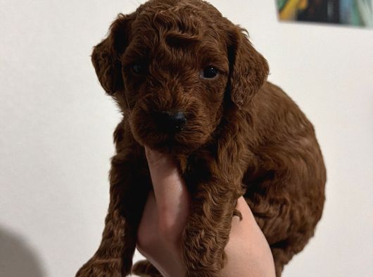Aile Sıcaklığında Büyüyen Poodle Bebeklerim görsel