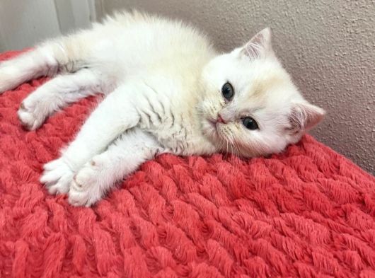 Tatlış Bayram Şekeri Yavrularım