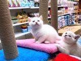 Ankara Scotishfold Ve Bri̇tsshorthai̇r Yavrulari