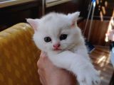 Scottish Fold Gri