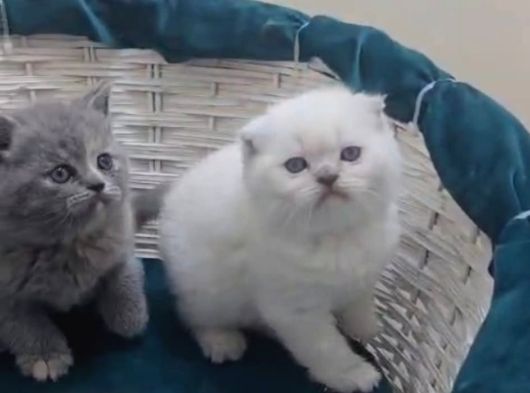 Scottish Fold Gri görsel