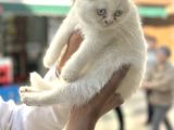 Kaliteli Kedi Yavrularımız