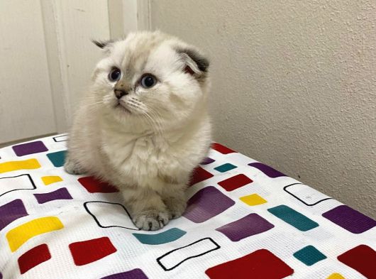 Eğik Kulaklı Bol Yanaklı Tatlı Yavrum