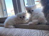 Kaliteli Kedi Yavrularımız