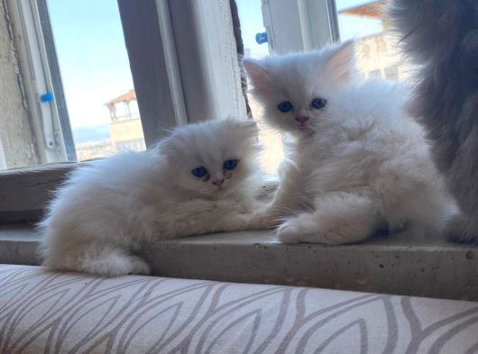 Kaliteli Kedi Yavrularımız görsel