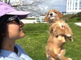 Ev Vakinli Maltipoo Bebeğim