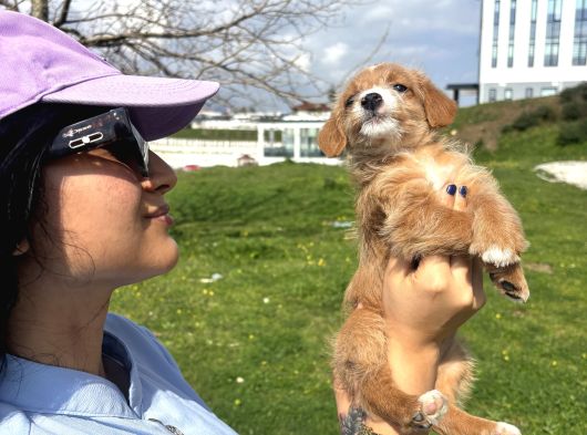 Ev Vakinli Maltipoo Bebeğim görsel